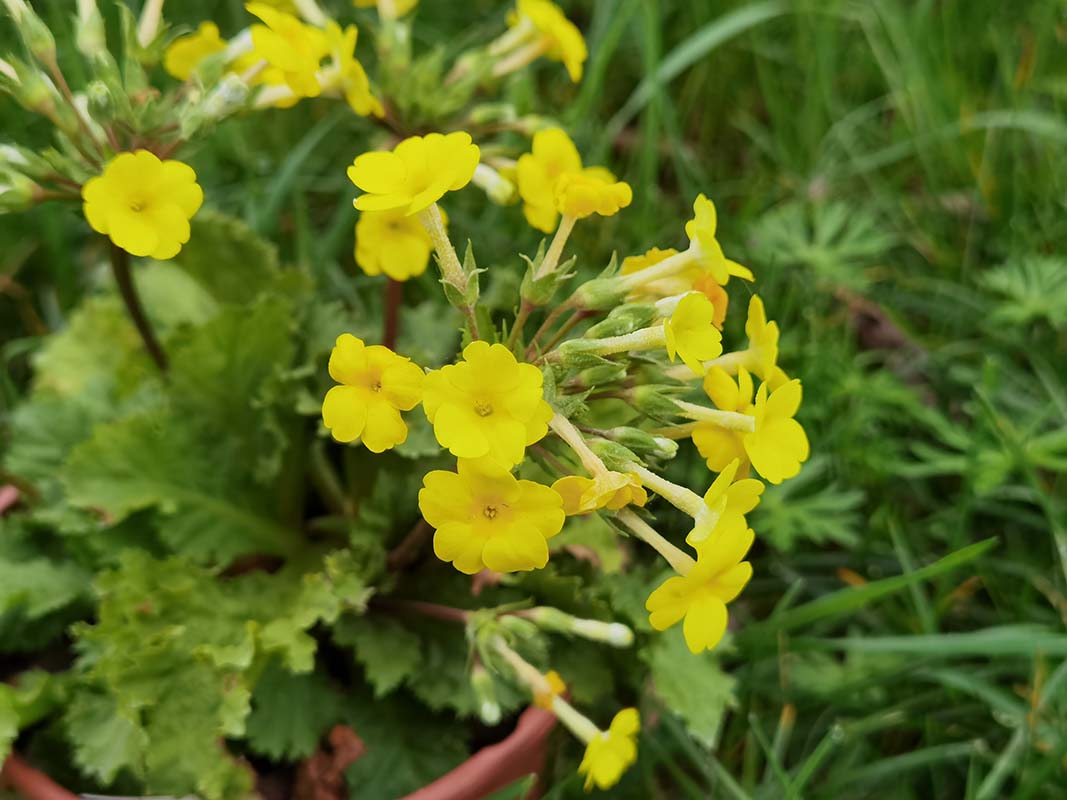 Primula x kewensis